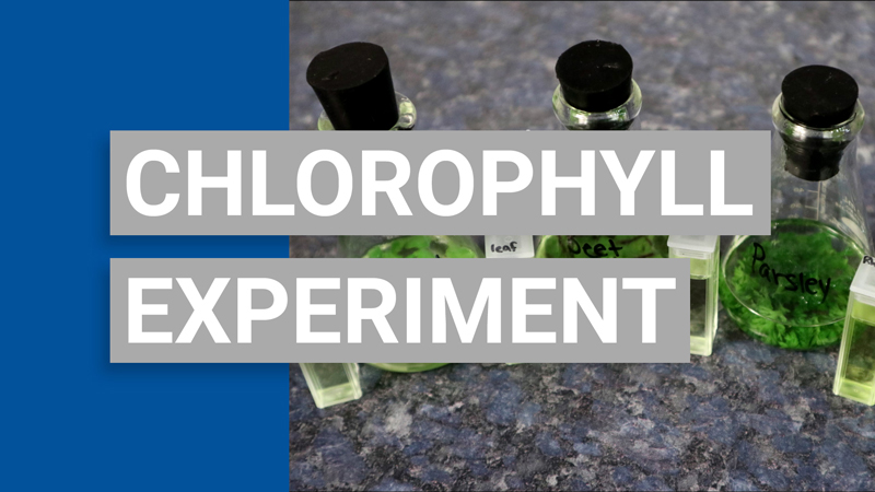 Chlorophyll video thumbnail